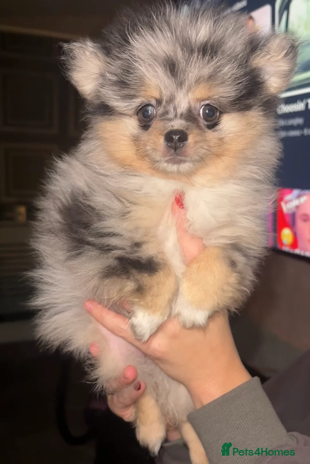 Pomeranian dogs for sale: Mini teddy Pom girl  - Advert 1