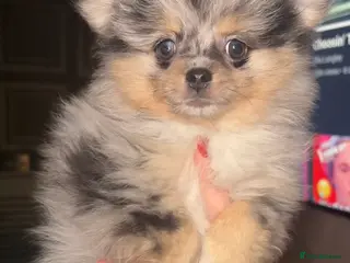 Pomeranian dogs Mini teddy Pom girl - Advert 1