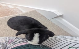 Mini Lop rabbits for sale: Mini Lop for a good home 🥰 - Image 13