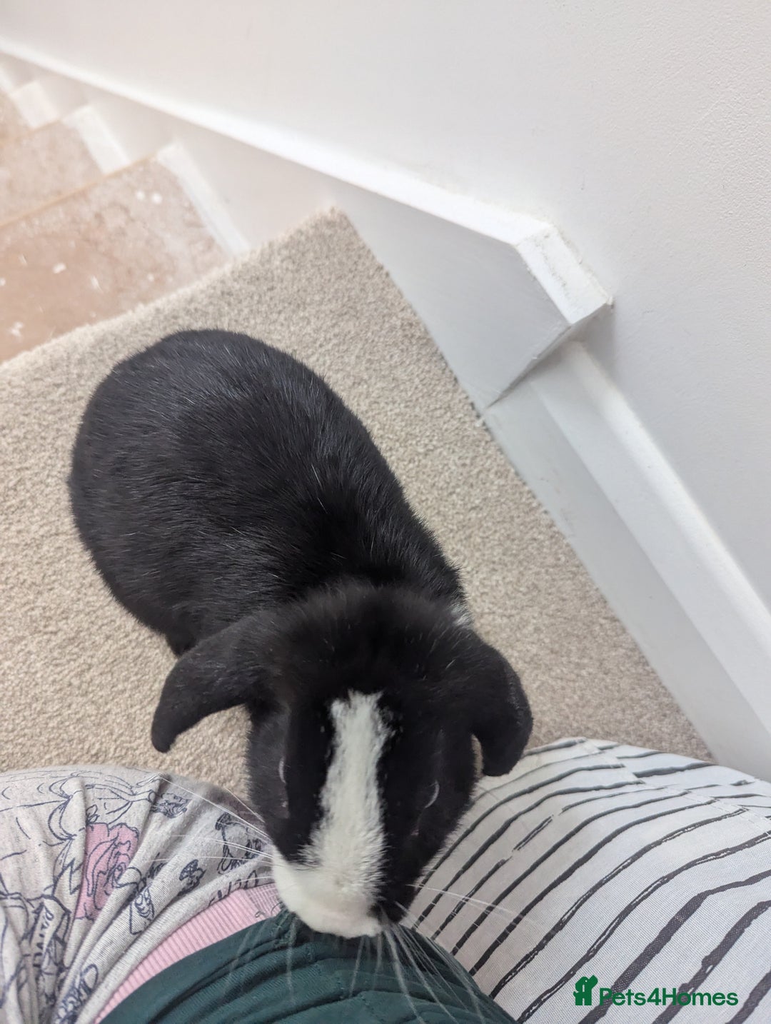 Mini Lop rabbits for sale: Mini Lop for a good home 🥰 - Image 13