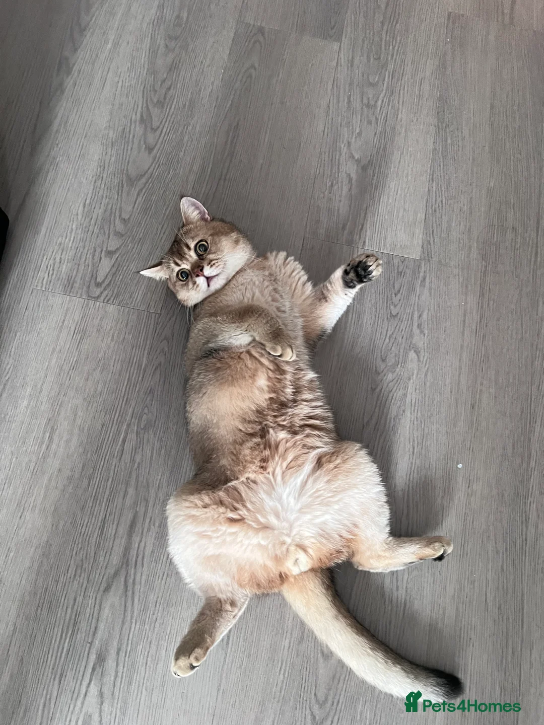 British Shorthair cats for sale: Energetic friendly kitty - Advert 2