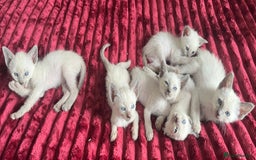 Siamese cats for sale: Blue Point Siamese  - Image 4