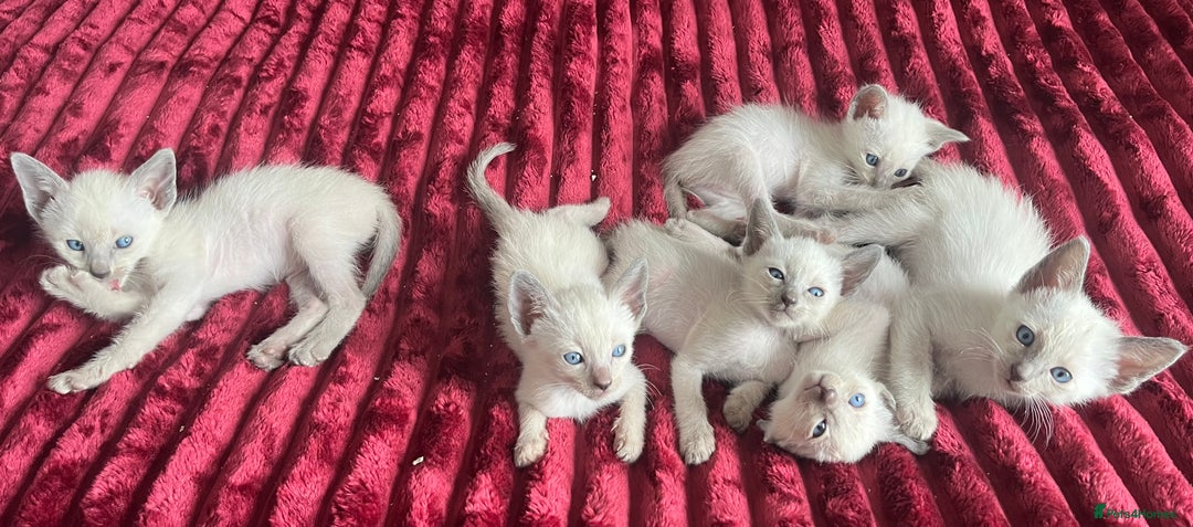 Siamese cats for sale: Blue Point Siamese  - Image 4
