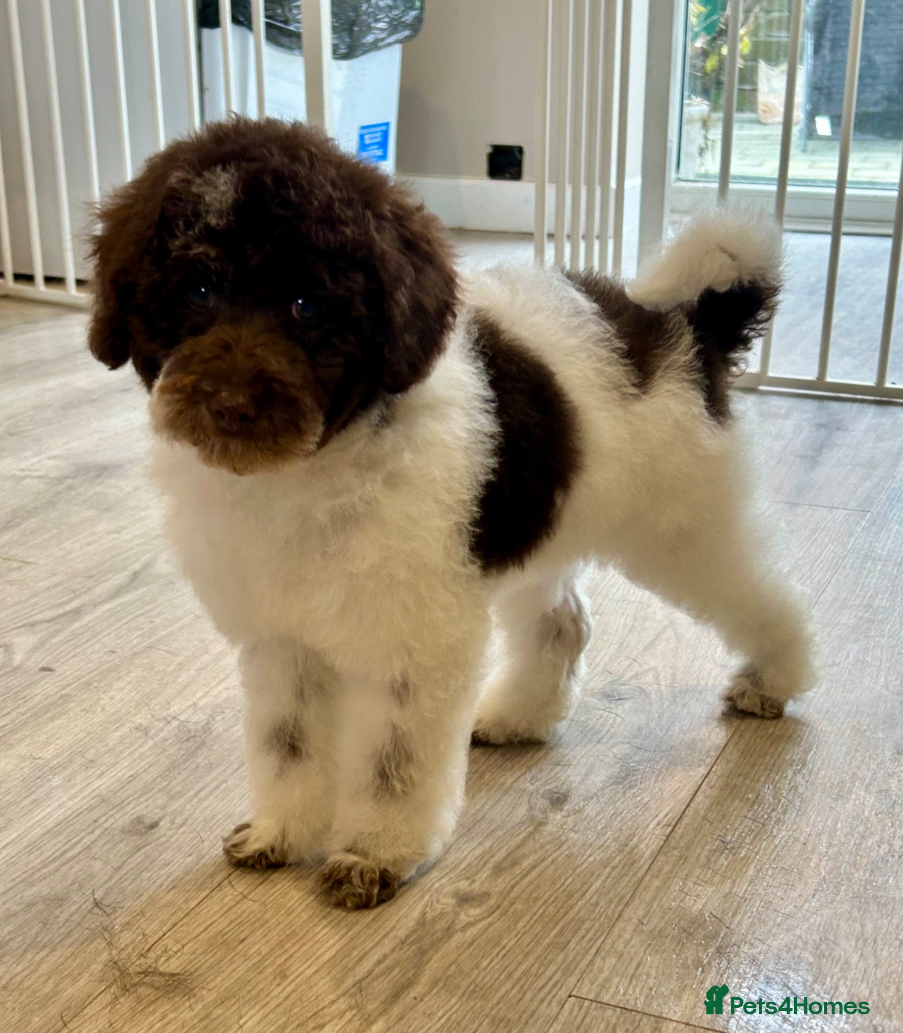 Miniature Poodle dogs Gorgeous brown Parti Mini poodle  - Advert 17