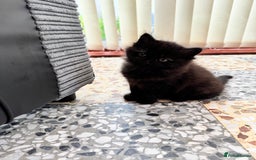 Mixed Breed cats for sale: Beautiful Fluffy Black Female Kitten  - Image 10