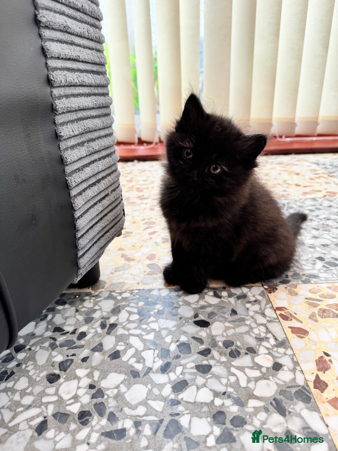 Mixed Breed cats for sale: Beautiful Fluffy Black Female Kitten  - Image 10