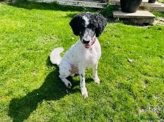 Standard Poodle dogs for stud in Marlborough - Advert 2
