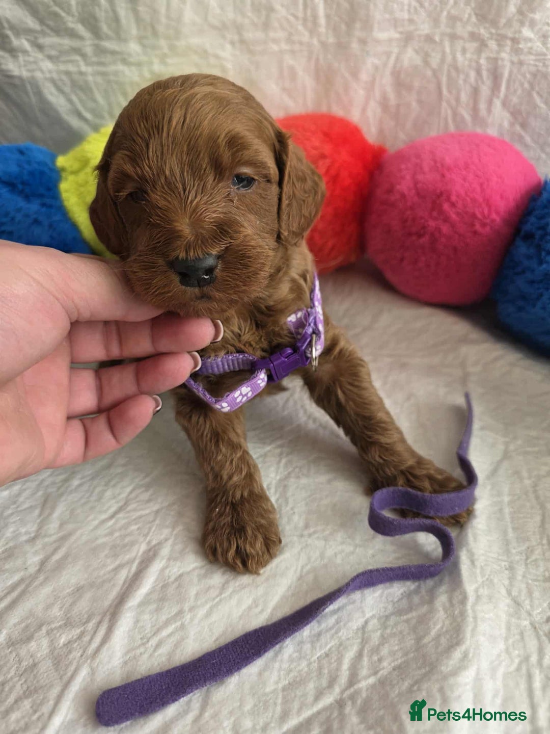 Goldendoodle dogs for sale: 👑Superb Rare Toy/Mini Deepest Red Goldendoodles👑 - Image 12