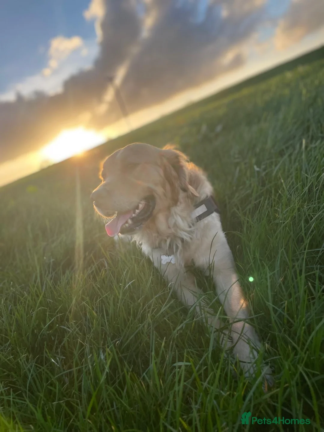 Golden Retriever dogs for stud: Handsome Golden boy for stud  - Advert 2