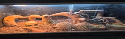 Bearded Dragon reptiles for sale: Male bearded Dragon - Advert 1