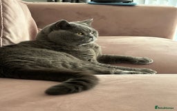British Shorthair cats for sale: Teddy  - Image 1