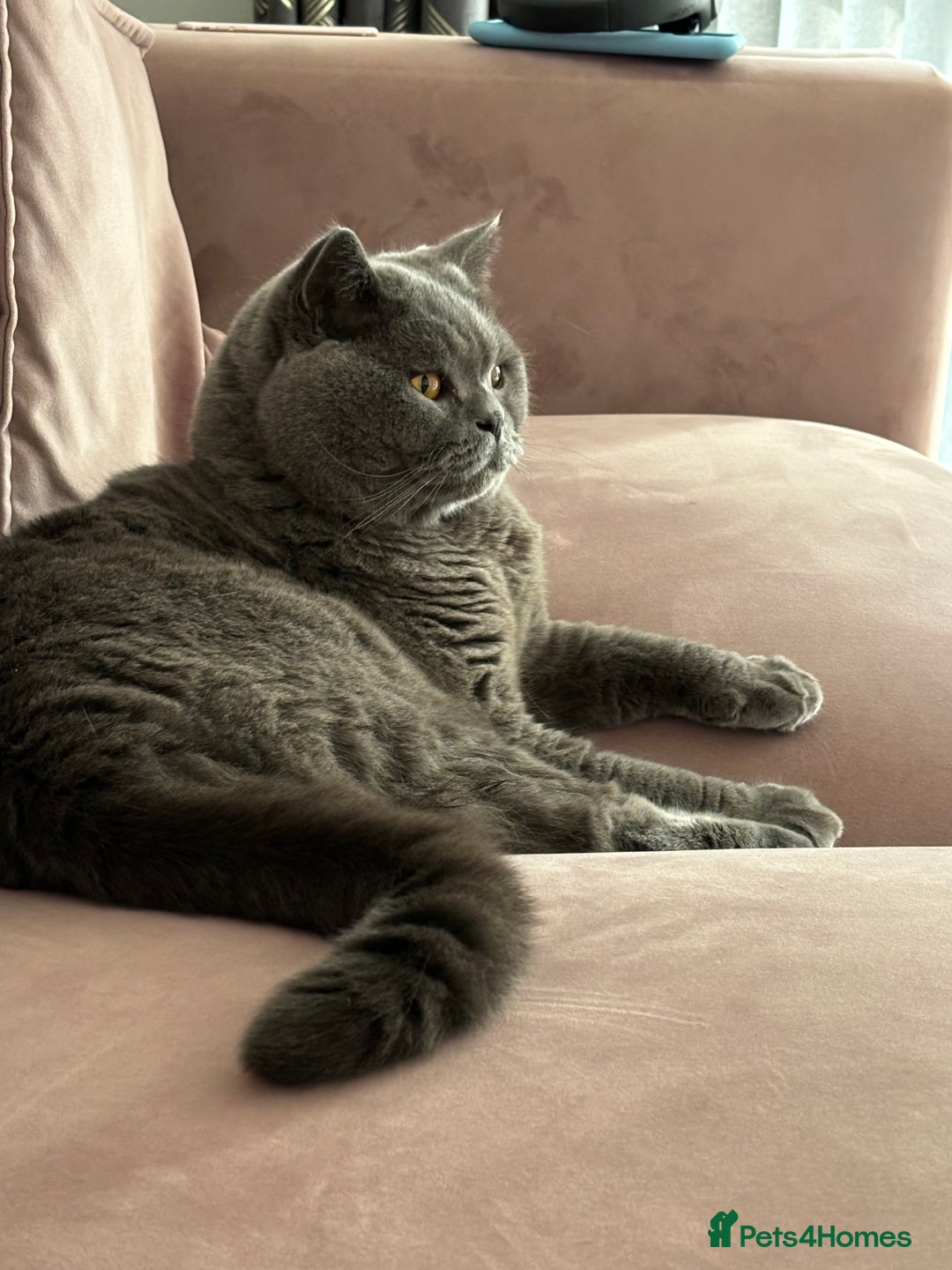 British Shorthair cats for sale: Teddy  - Image 1