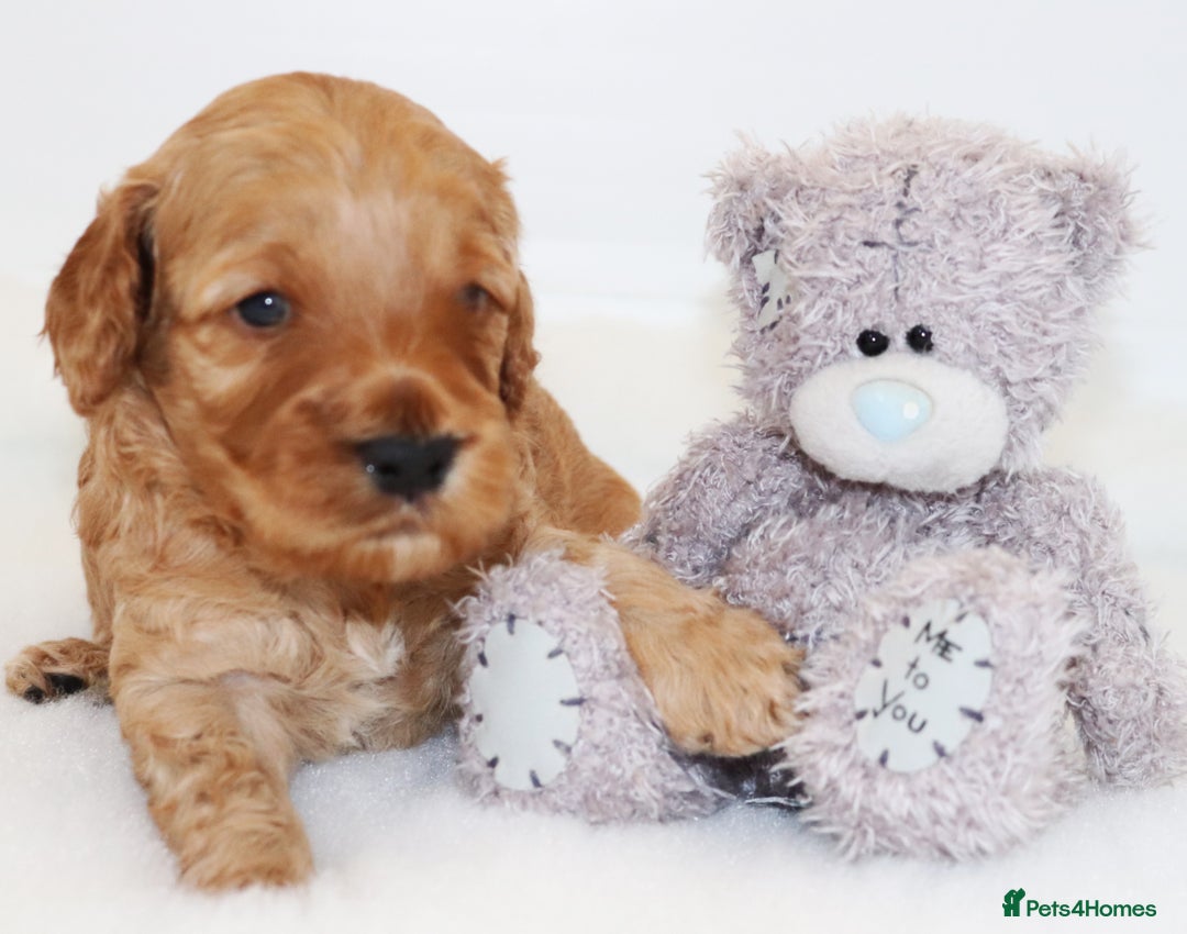 Cockapoo dogs for sale: Welcome to Cotswold Cavapoos and Cockapoos - Advert 13