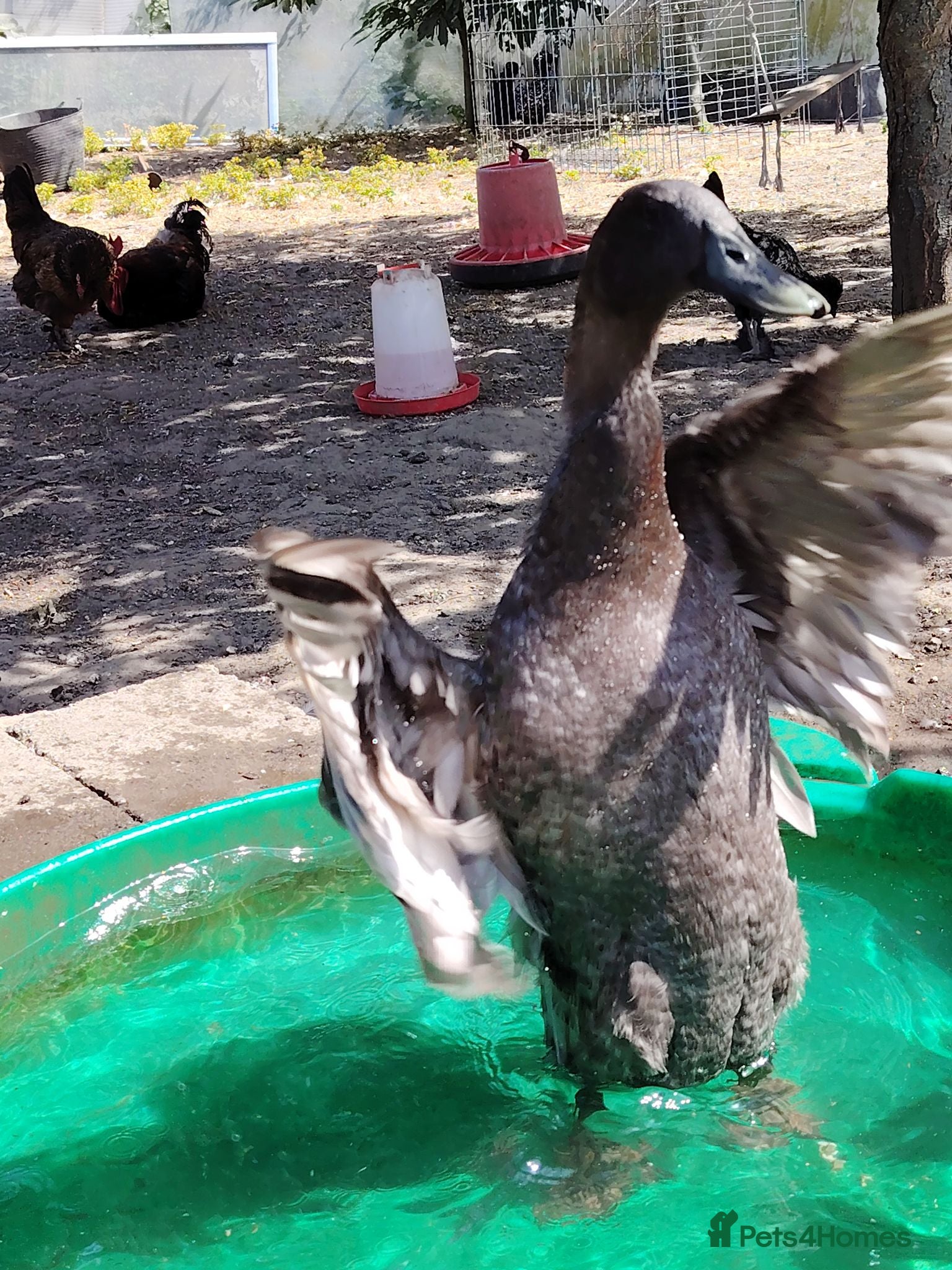 Ducks poultry Male Runner Duck - Advert 1