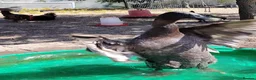 Ducks poultry for sale: Male Runner Duck in Pontefract - Advert 1