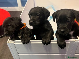 Labrador Retriever dogs - Advert 5