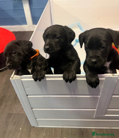 Labrador Retriever dogs - Advert 3