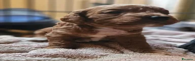 Cockapoo 2
