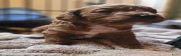 Cockapoo dogs for sale: Cockerpoo  in Leeds - Advert 2
