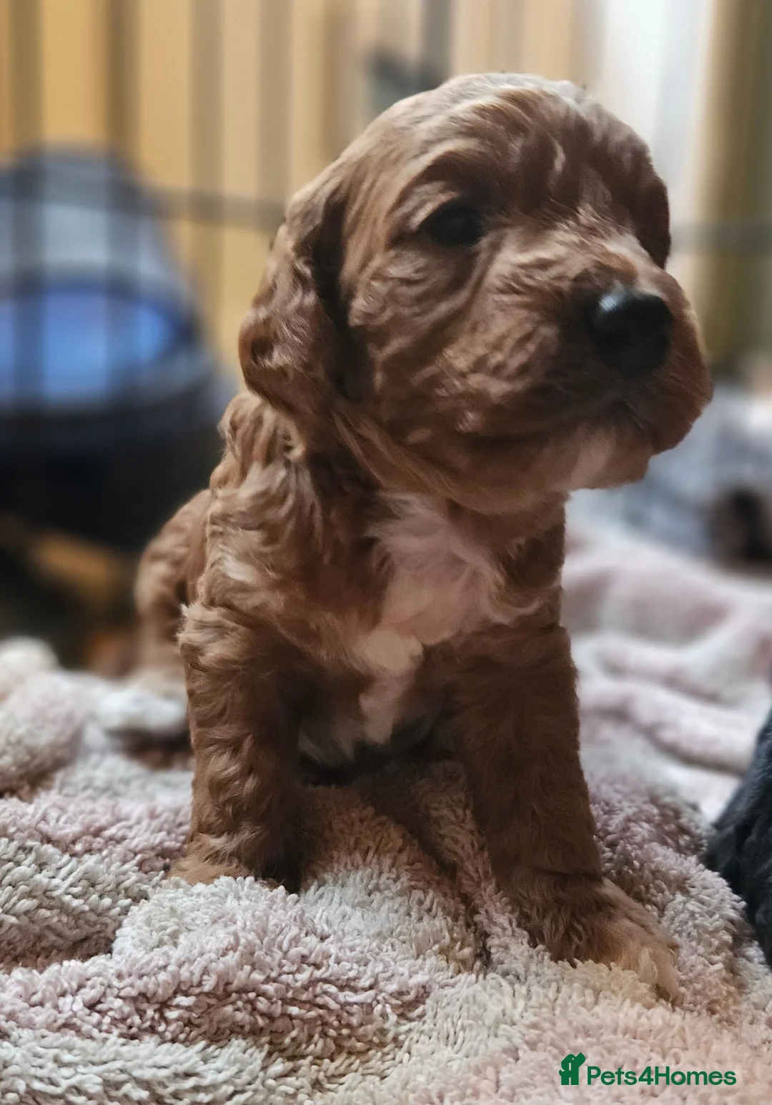 Cockapoo dogs for sale: Cockerpoo  in Leeds - Advert 2
