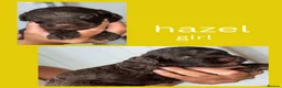 Sproodle dogs for sale: Gorgeous chocolate sproodle f1b puppies in Hull - Advert 11