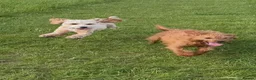 Labradoodle dogs for sale: Absolutely beautiful, F1bb Miniature Labradoodles  - Advert 36