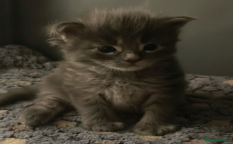 Maine Coon cats GCCF Blue Torbie Maine Coon Kittens - 3 girls - Advert 1