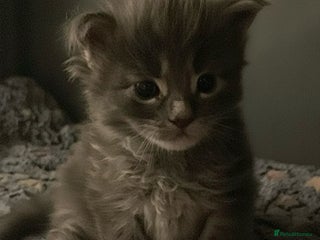 Maine Coon cats GCCF Blue Torbie Maine Coon Kittens - 3 girls - Advert 1