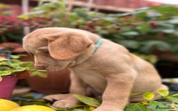 Labrador Retriever dogs for sale: Pinky Nose/olive eyes Very Unique Yellow puppy  - Image 28