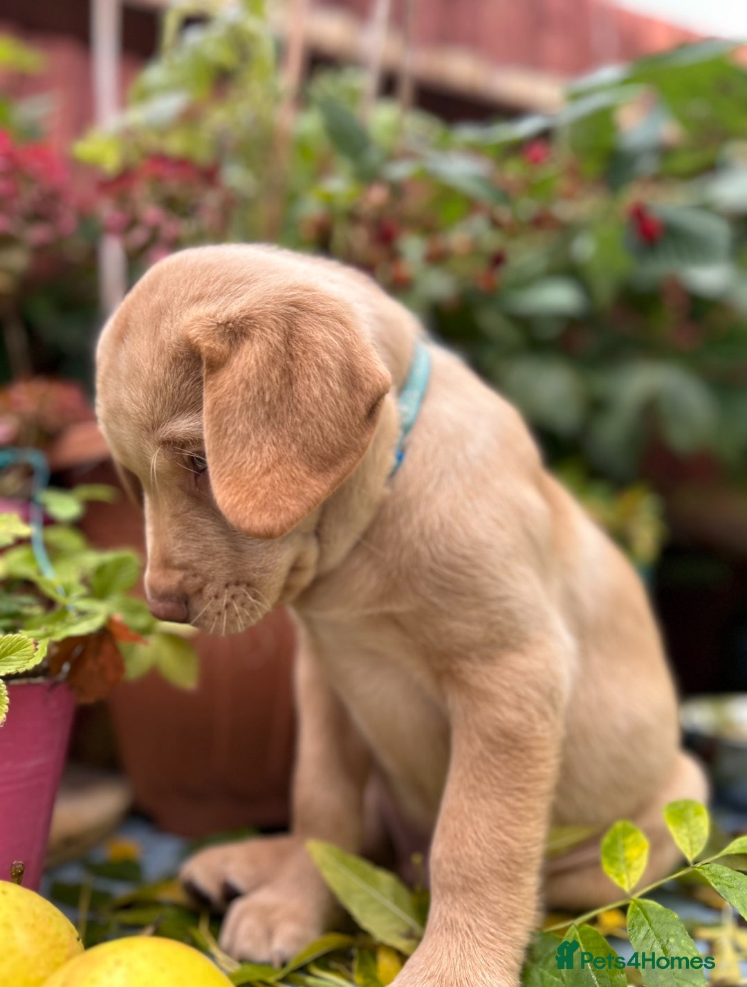Labrador Retriever dogs for sale: Pinky Nose/olive eyes Very Unique Yellow puppy  - Image 28