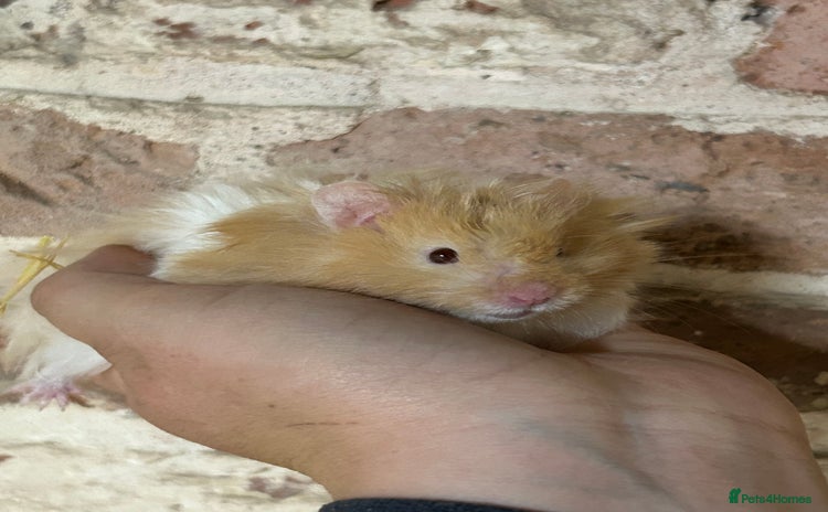 Hamster rodents - Advert 4