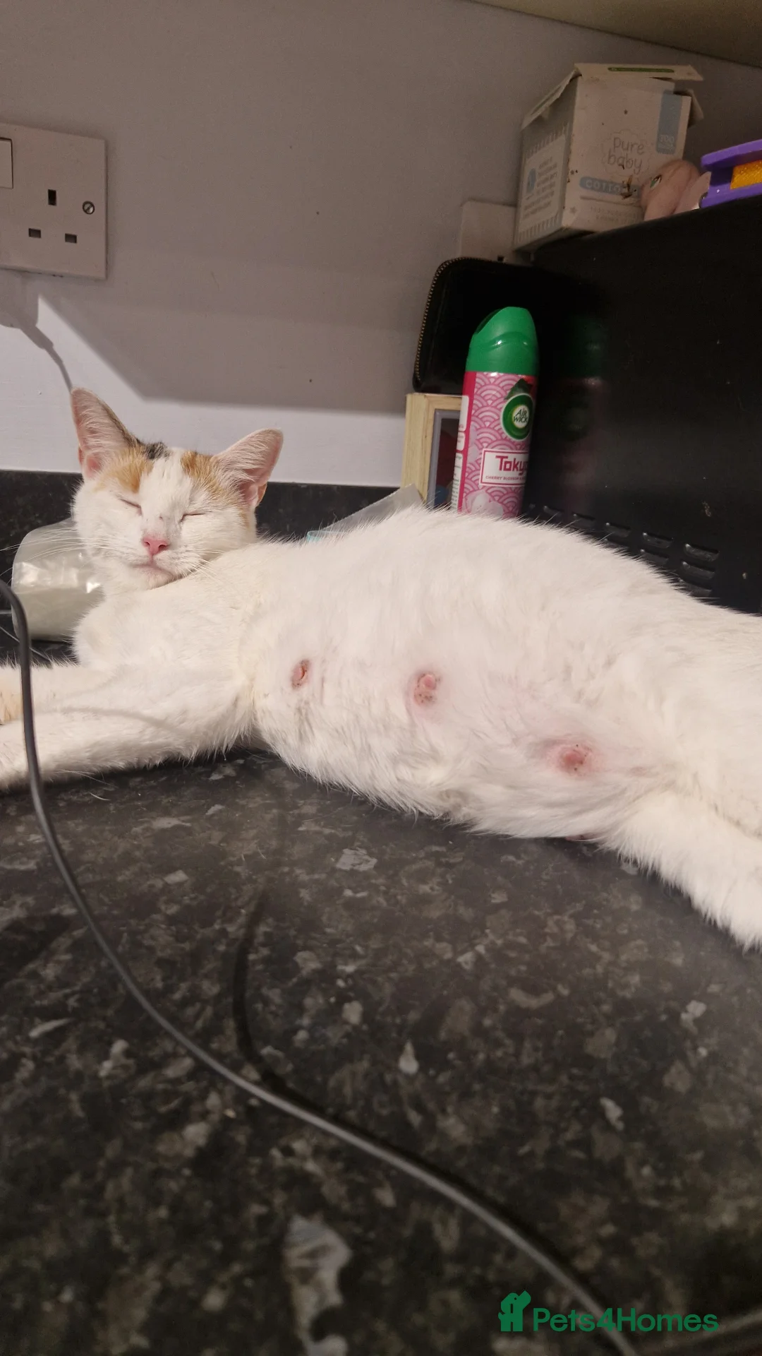 Mixed Breed cats for sale: Black and white boy  - Advert 1