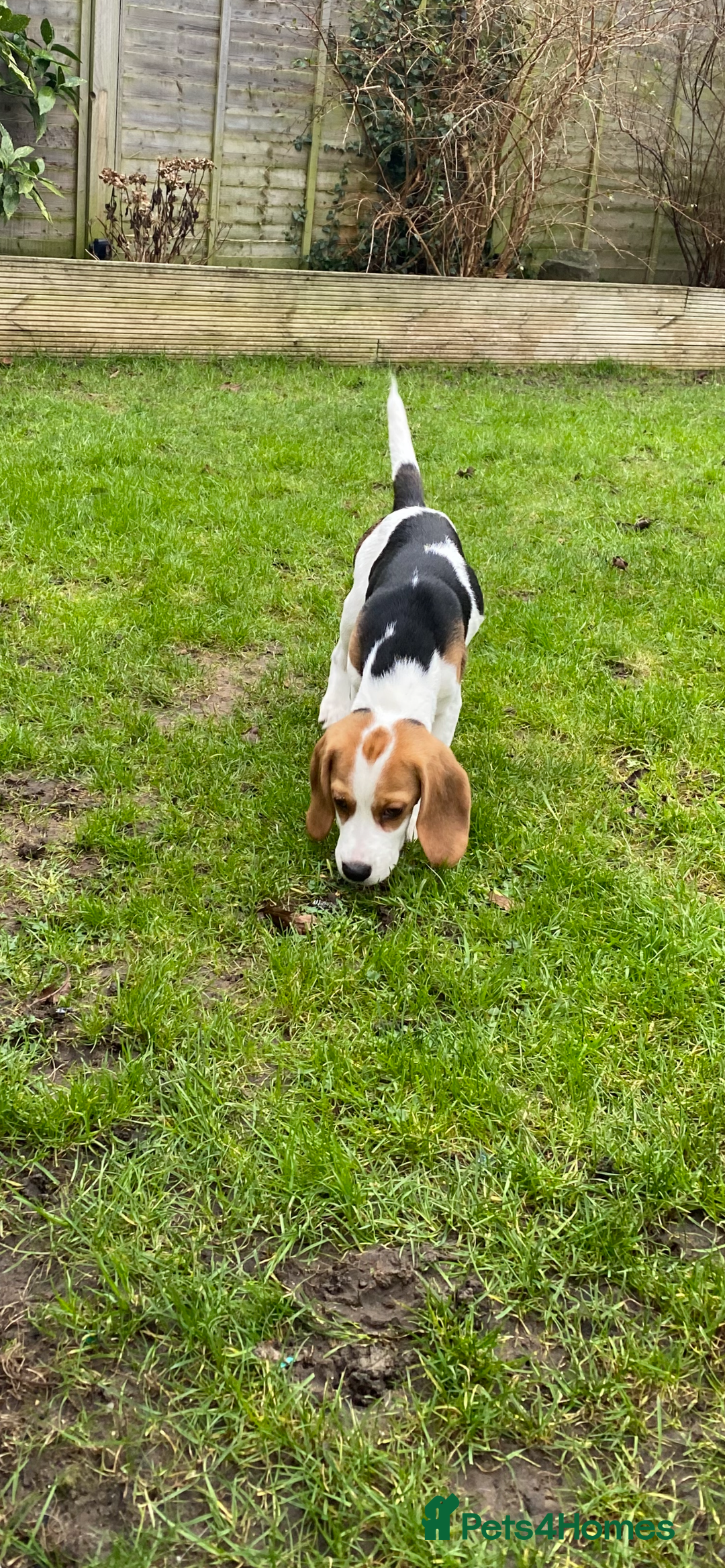 Beagle dogs for sale: Pedigree KC Registered Male Beagle Puppy - Advert 2
