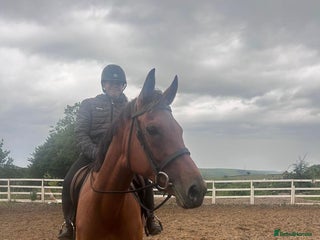 Irish Thoroughbred horses Super 9yr old - Advert 1