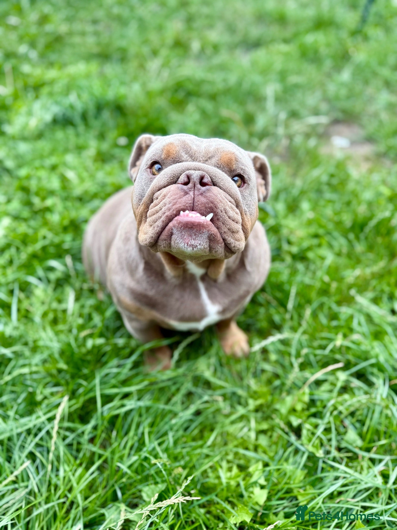 English Bulldog dogs 3 beautiful KC Registered English Bulldog puppies - Advert 1