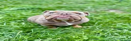 English Bulldog dogs for sale: 3 beautiful KC Registered English Bulldog puppies in Chesterfield - Advert 1