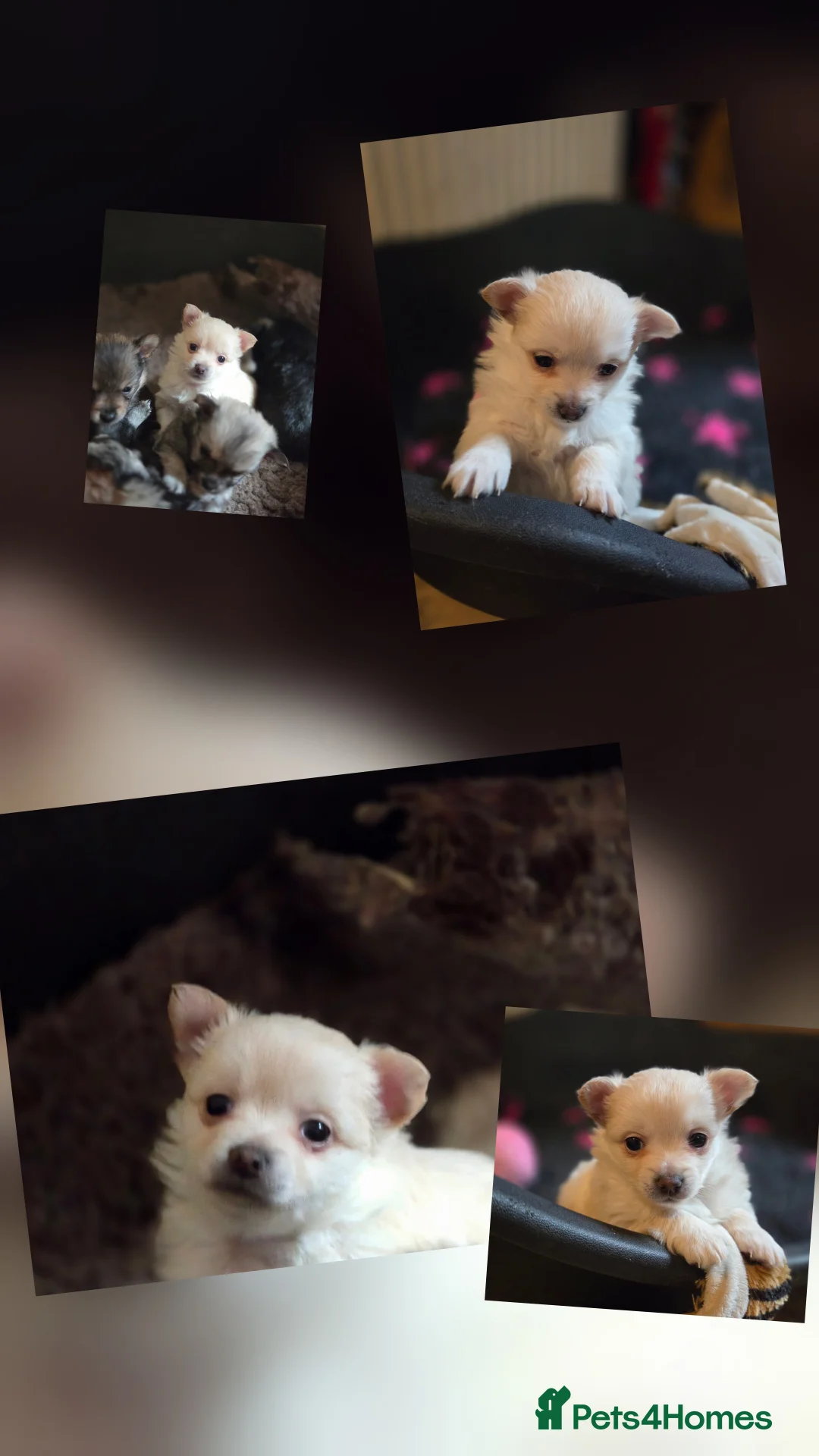 German Spitz dogs for adoption: Beautiful precious Babies  in Stroud - Advert 6