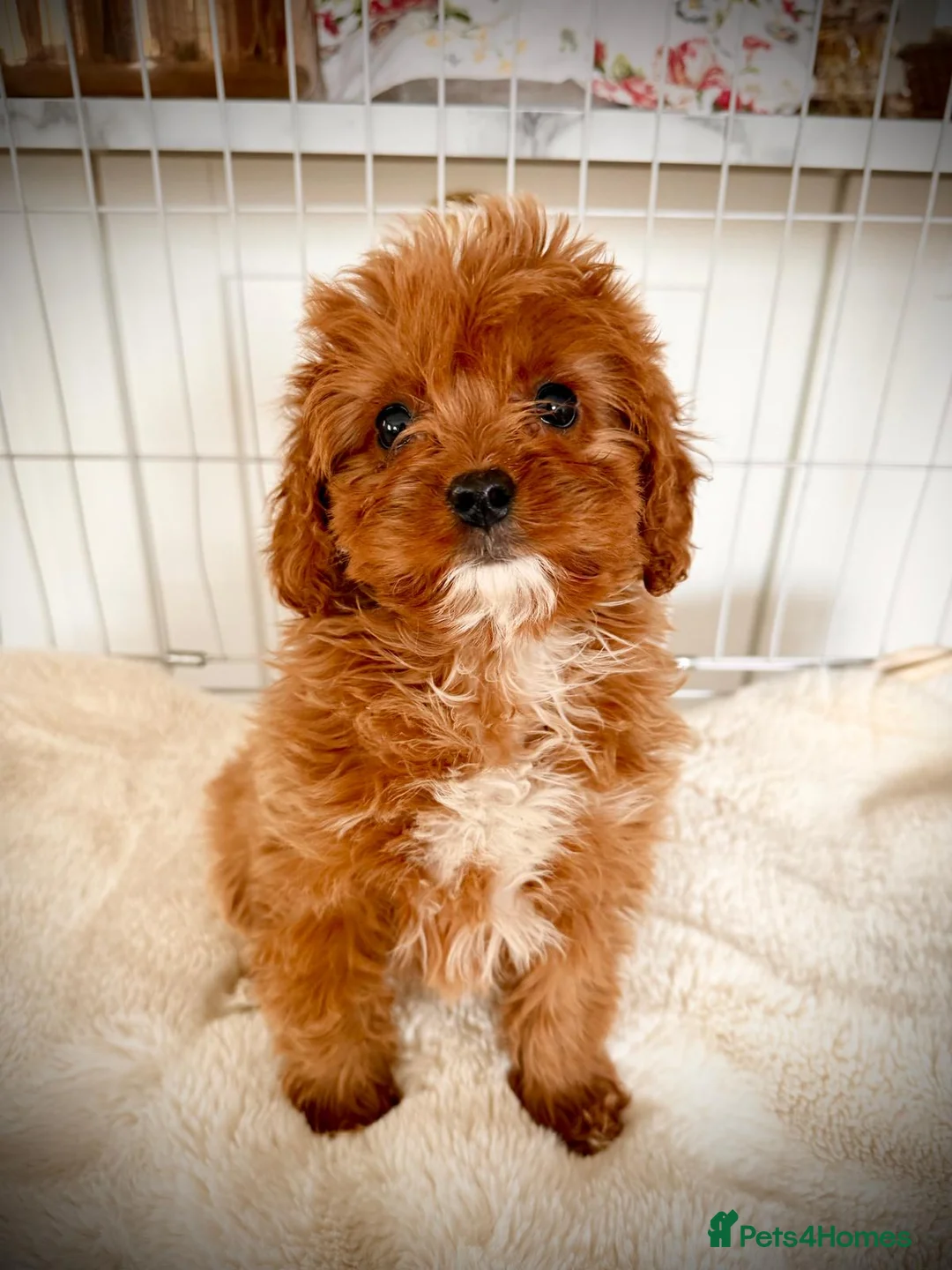 Cavapoo dogs for sale: Cavapoobabiesuk litter has arriced - Advert 3