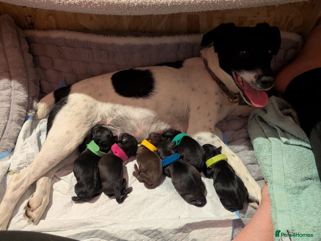 Mixed Breed dogs for sale: Doxie-Dales  - Image 2