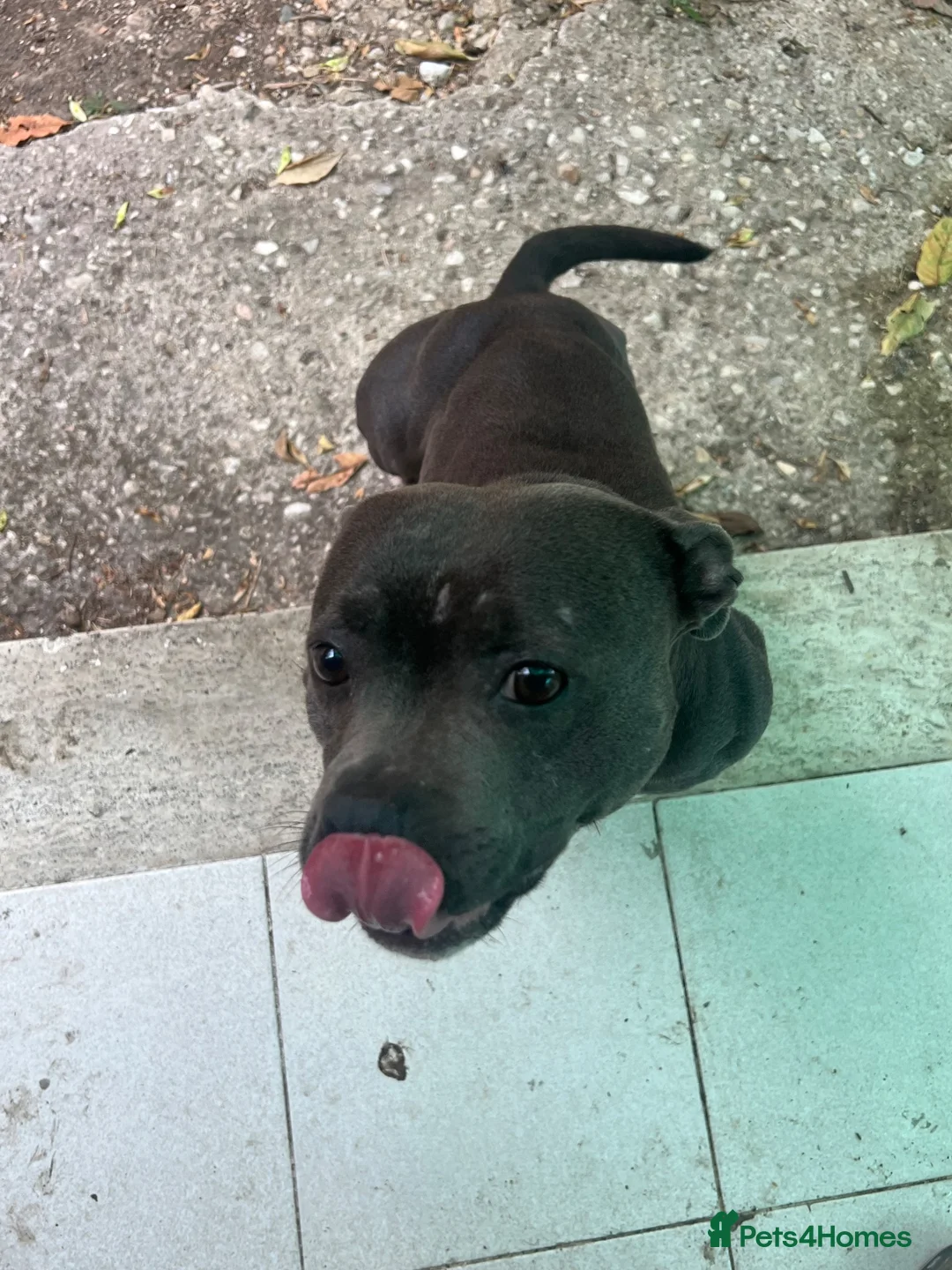 Staffordshire Bull Terrier dogs for sale: Beautiful Staffordshire Bull Terrier Female in Swansea - Advert 2