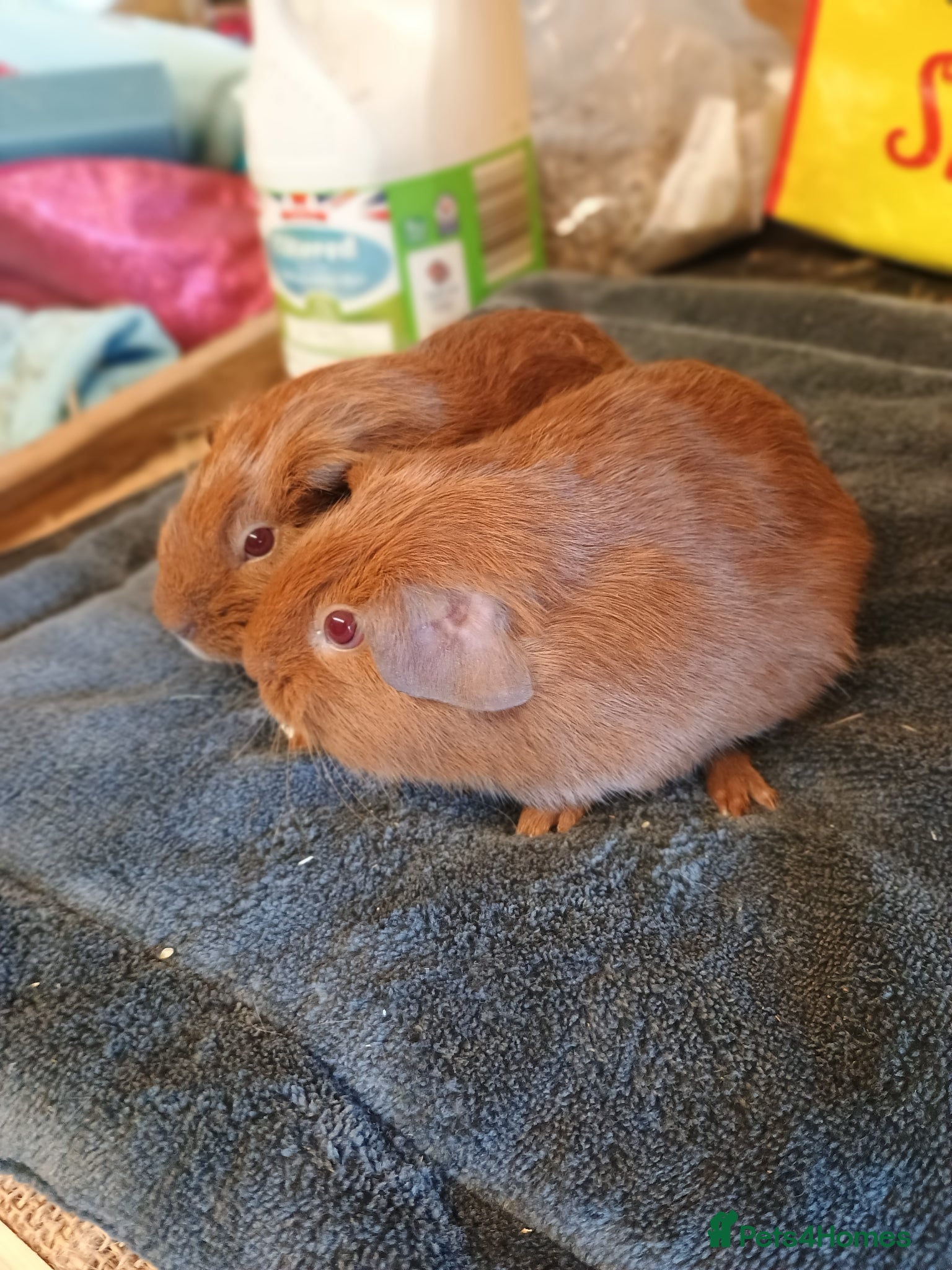Guinea Pig rodents Guinea pigs  - Advert 1