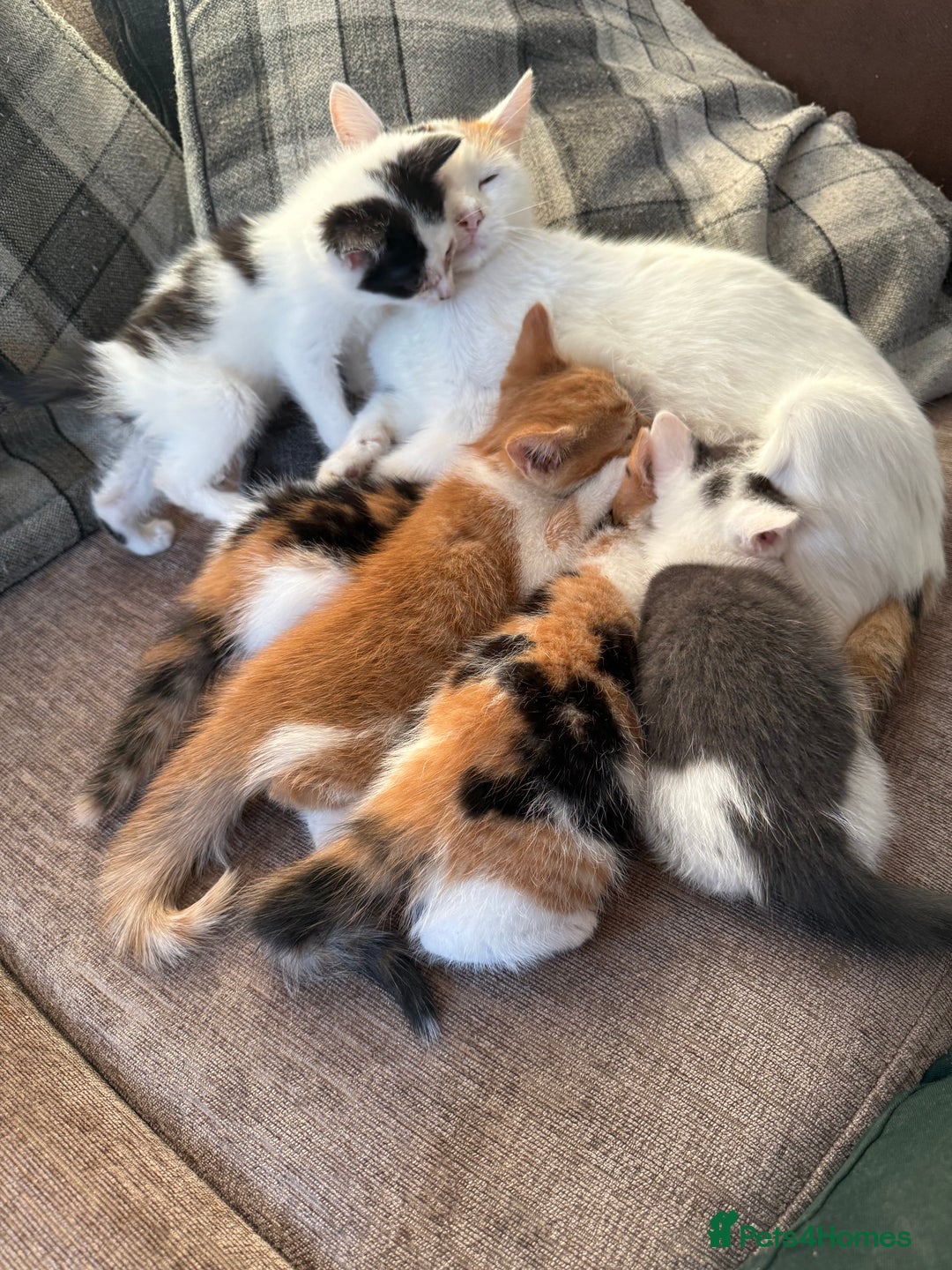 British Shorthair cats for sale: Stunning colour litter of kittens  - Image 3