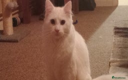 Turkish Angora cats for sale: Turkish angora(?) chalky - Image 3