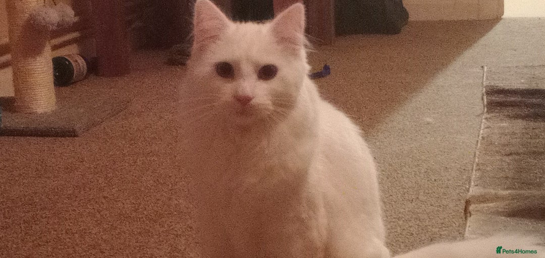 Turkish Angora cats for sale: Turkish angora(?) chalky - Image 3