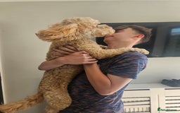Cockapoo dogs for sale: Teddy / Ted / Tedwyn 🧸   - Image 13