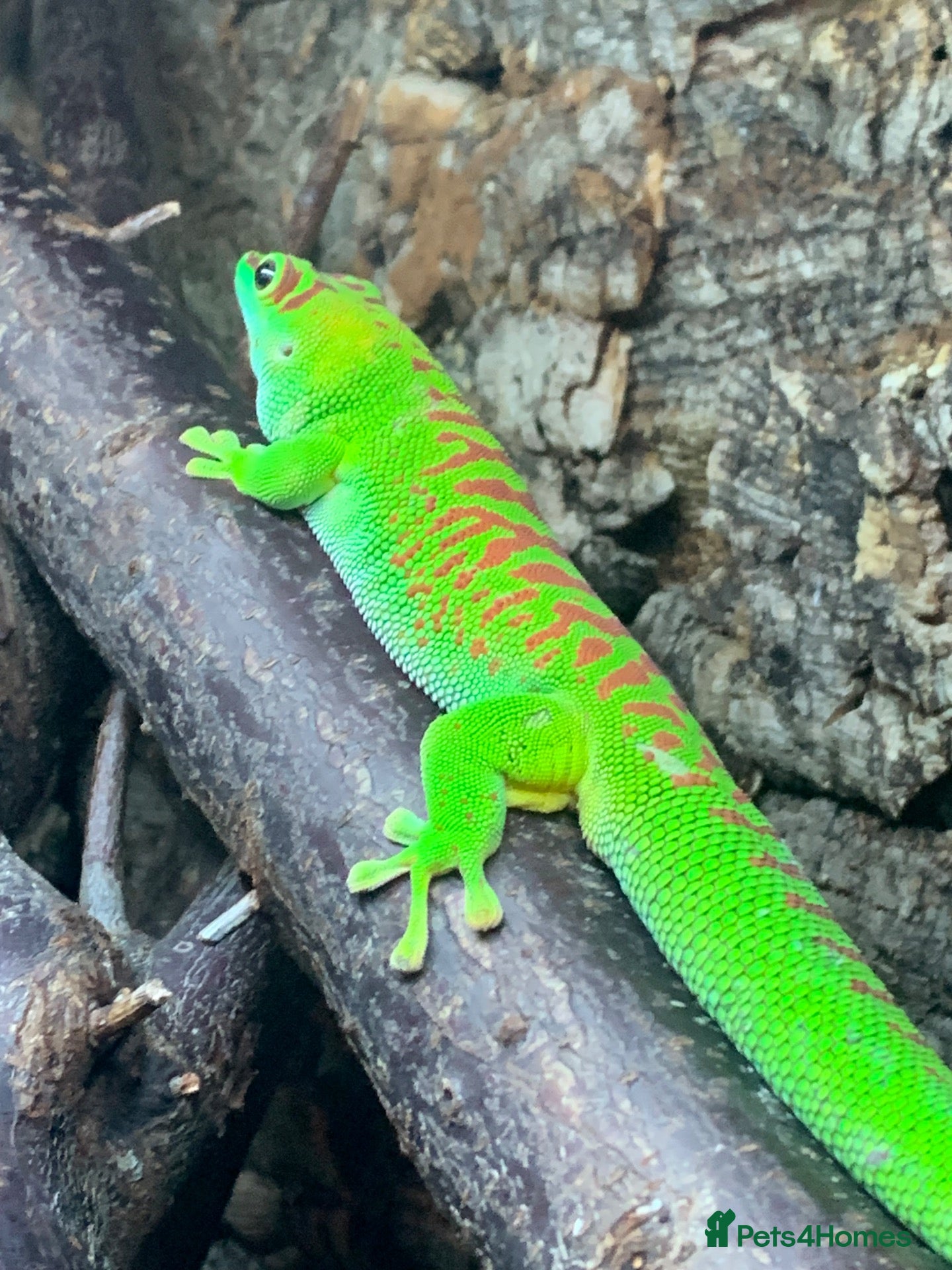 Gecko reptiles Giant Day gecko adult male high red - Advert 16