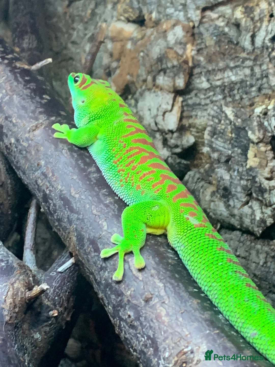 Gecko reptiles for sale: Giant Day gecko adult male high red - Advert 1