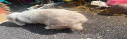 Mixed Breed rabbits for sale: Mix rabbits please read listing  - Advert 9