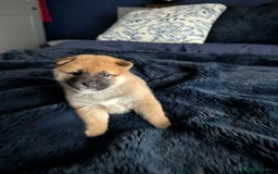 Japanese Shiba Inu dogs for sale: Lovely Shiba Inu Puppies, Last One Left - Advert 7