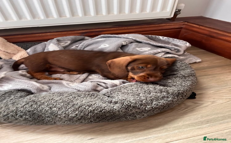 Dachshund dogs - Advert 12